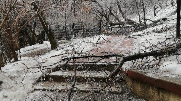 a murit dupa ce l a lovit la cap de o bucata de lemn desprinsa dintr un arbore