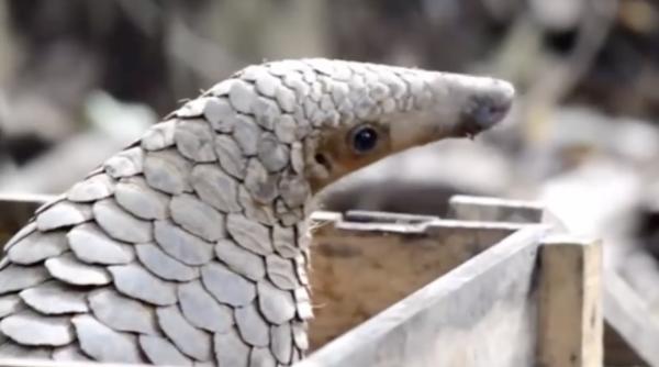 cel mai vanat animal vinovat pentru coronavirus un diplomat roman a incercat sa l aduca recent ilegal in romania