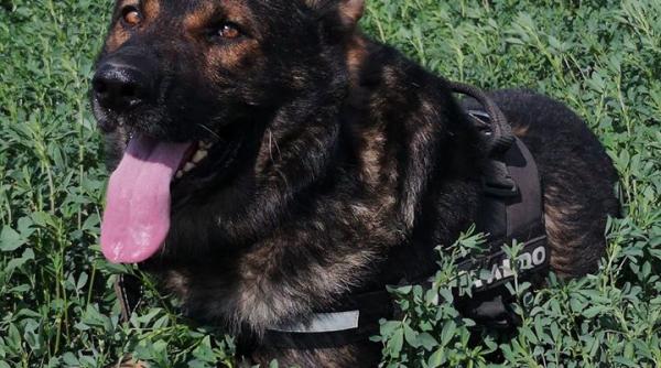 petitie pentru aldo marius chirca detalii incredibile vrea sa l adopte dar politia nu i l da motivele inexplicabile