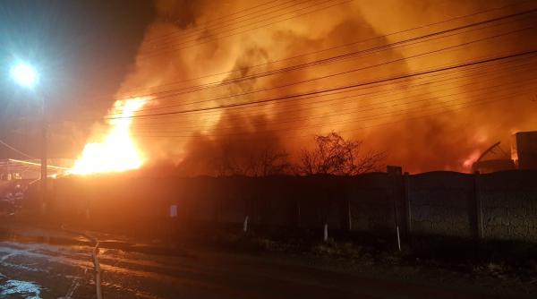 sapte cai morti intr un incendiu izbucnit la un adapost de animale