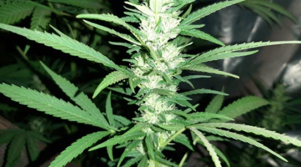 primaria din amsterdam vrea ca turistii sa nu mai cumpere cannabis