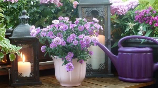 cum pastrezi crizantemele inflorite pe timpul iernii