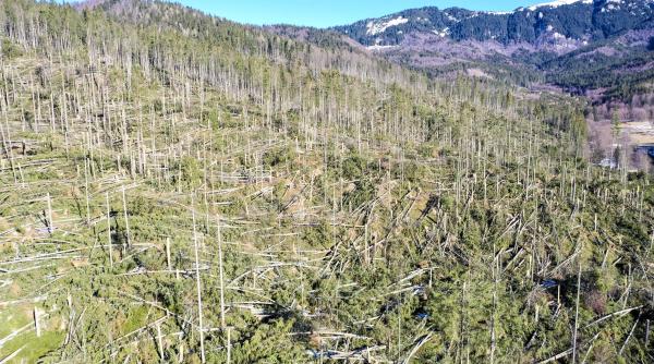 aproape o suta de mii de hectare paduri de stat afectate de fenomene meteo extreme