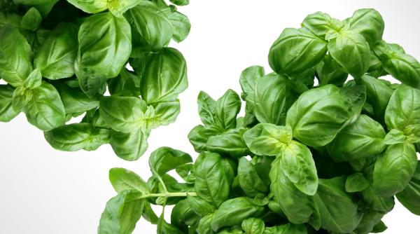 jocuri de memorie alimentatie pentru tinere de minte