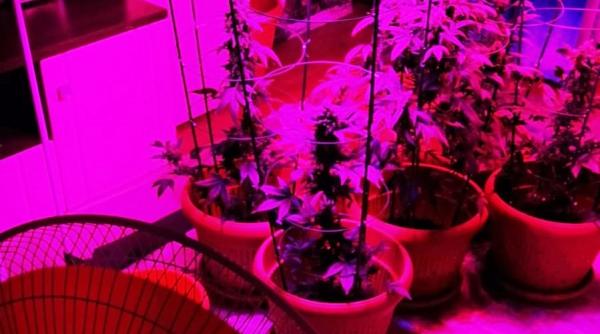 cultura de cannabis descoperita intr un apartament