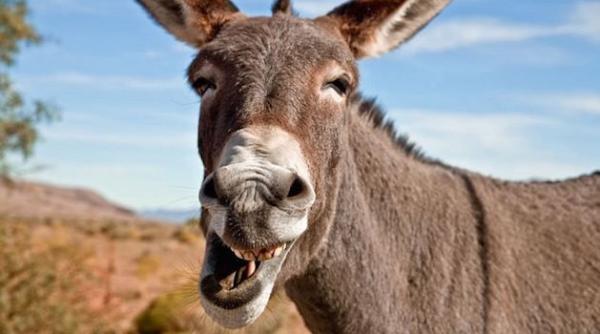 un magar  la plimbare prin centrul ploiestiului  intrebarea momentului  candideaza