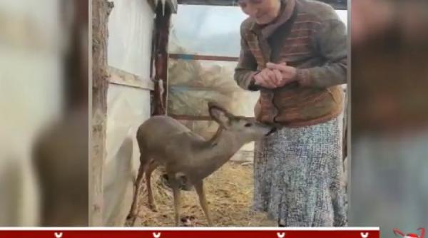 pui de caprioara salvat cedat unei gradini zoologice