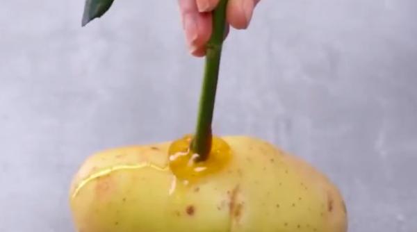 360 mil vizualizari cu o mare pacaleala cum cresc trandafirii cu un cartof si cu miere