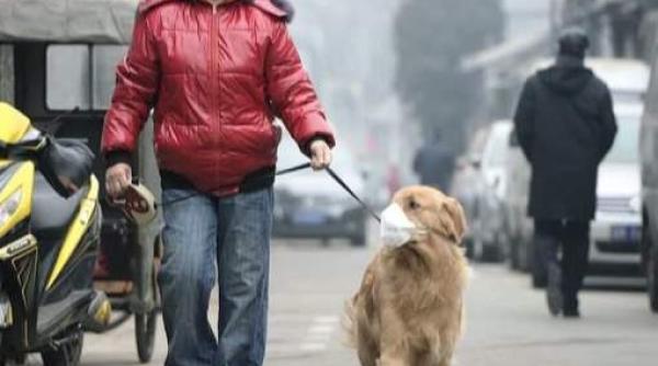 caine de companie suspectat de infectare cu coronavirus a fost plasat in carantina