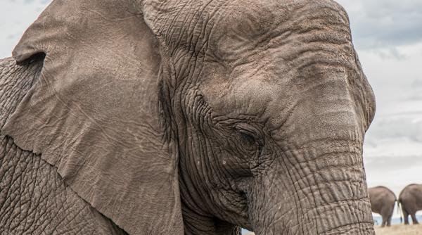 un elefant isi invata puiul sa fure din masini