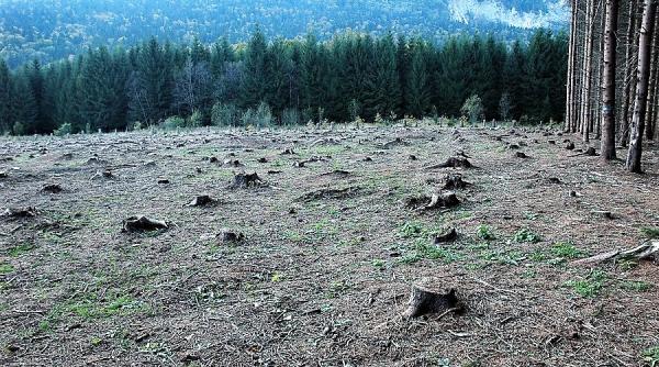 apm mures semnal de alarma au inceput sa apara din nou ursii in localitati