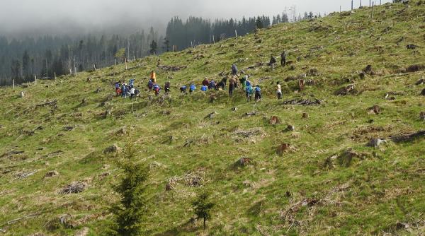 costel alexe statistici ingrijoratoare despre paduri din 2 arbori taiati unul ajunge scrum