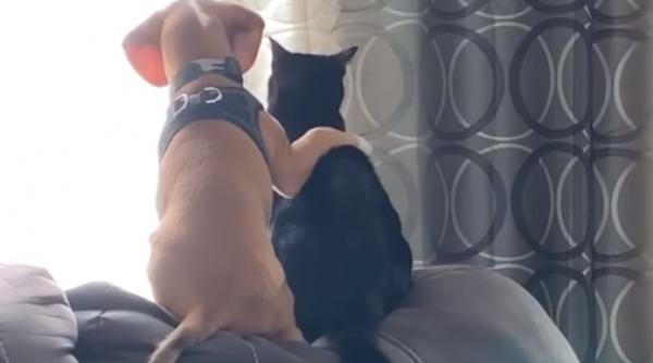 un catel si o pisica iti arata ca exista prietenie printre animale video viral