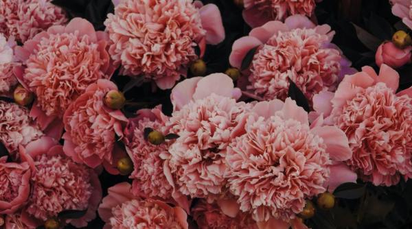 felicitari 8 martie ziua femeii cele mai frumoase mesaje si urari