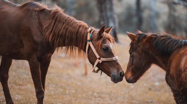 tudorita sau pastele cailor eveniment unic in romania organizat in targoviste