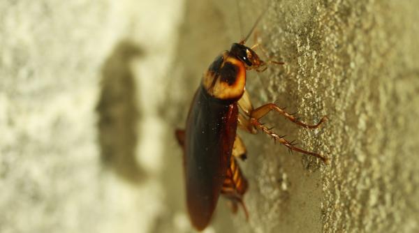 cum scapi de gandacii de bucatarie ai nevoie de trei cartofi fierti si trei oua