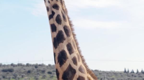 doua dintre singurele trei girafe albe din lume ucise de braconieri