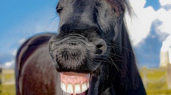 citu si a depus mandatul cea mai tare gluma