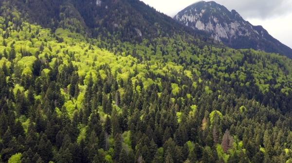 milioane de puieti forestieri plantati in campania de impaduriri de primavara