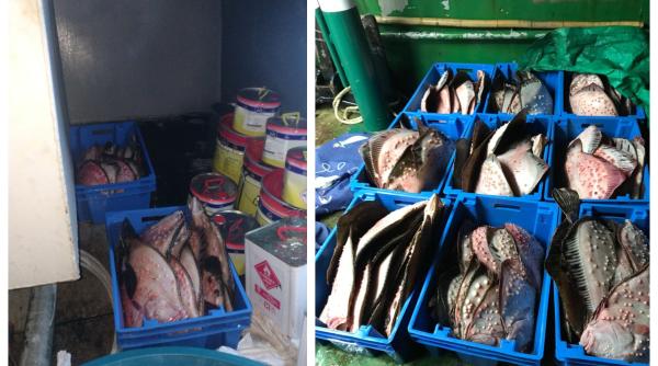 peste 200 de kg de calcan nedeclarat descoperit la bordul unui pescador