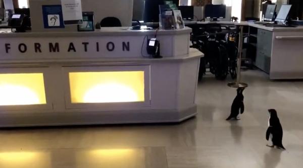 animalele se bucura ca mai stam si pe acasa viata unor pinguini in criza noului coronavirus video viral