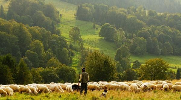 madr a decis amanarea lansarii sesiunilor de depunere de proiecte