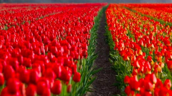 industria florilor din olanda se ofileste din cauza covid 19