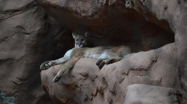 animal salbatic capturat pe strazile unui oras pustiu din cauza restrictiilor de circulatie