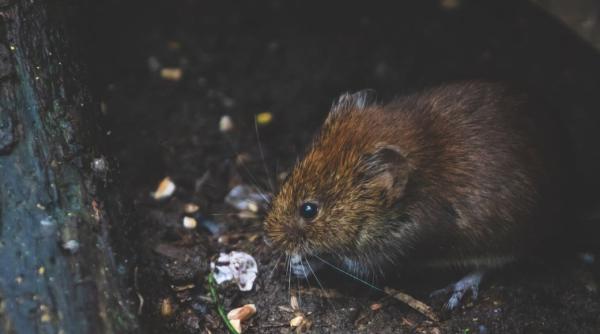 isterie cu hantavirus ce este cum se transmite ce simptome apar