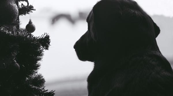 ce i a trecut prin cap n a avut caine de scos afara in pandemie dar s a gandit la alta solutie video de tot rasul