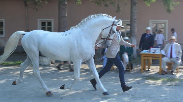 lipitanul de romania in atentia unesco