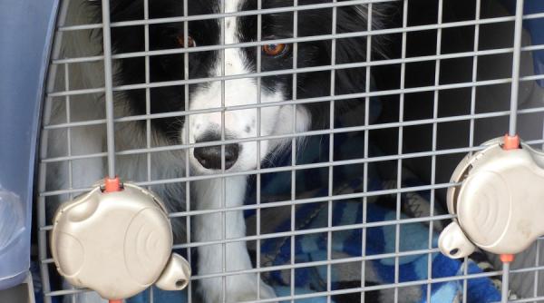 medic veterinar semnal de alarma in criza covid 19 nu este normal ce se intampla