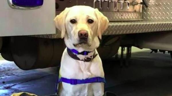 coronavirus cainele wynn ajuta medicii epuizati de lupta cu covid 19