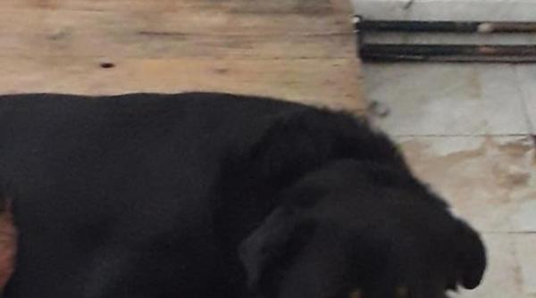 catel abandonat in bucuresti daca doriti puteti sa l adoptati are un an si sase luni