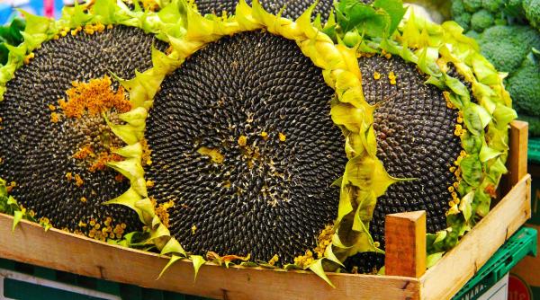 productie porumb boabe si floarea soarelui romania locul i in ue