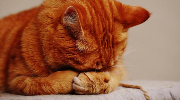 o tanara s a dus la mall cu pisica in geanta prc e2prc 80prc 9dsa si poata cumpara haine si machiajeprc e2prc 80prc 9d