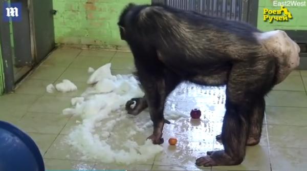 desene animate pentru animalele de la zoo ca sa nu intre in depresie din cauza covid 19