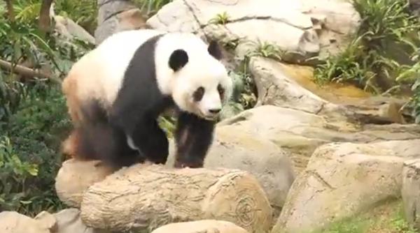 doi ursi panda giganti s au imperecheat dupa 10 ani gradina zoo este inchisa de doua luni