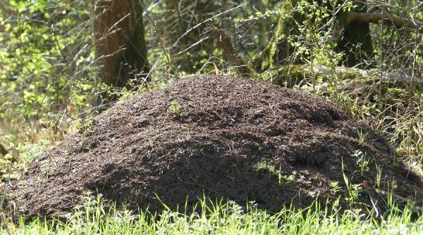 germanii salveaza musuroaiele de furnici piedica pentru tesla