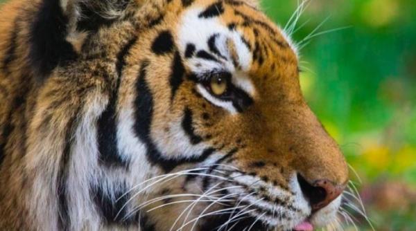 un tigru pozitiv la covid 19