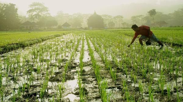 pretul orezului a explodat