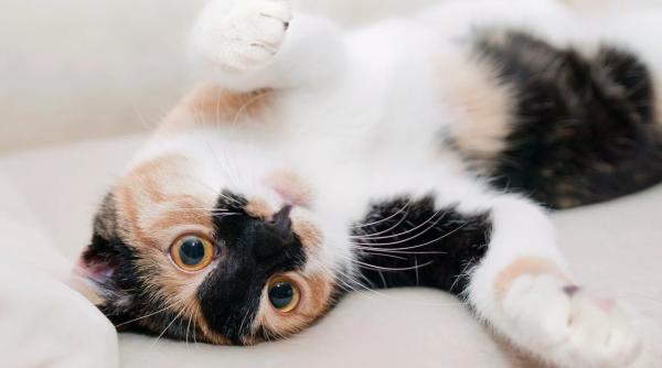 tineti va pisicile in interior transmit veterinarii in pandemie