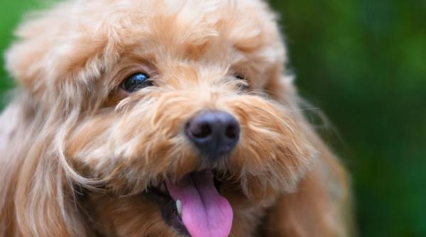 animalele si coronavirusul nou studiu despre caini pisici gaini porci