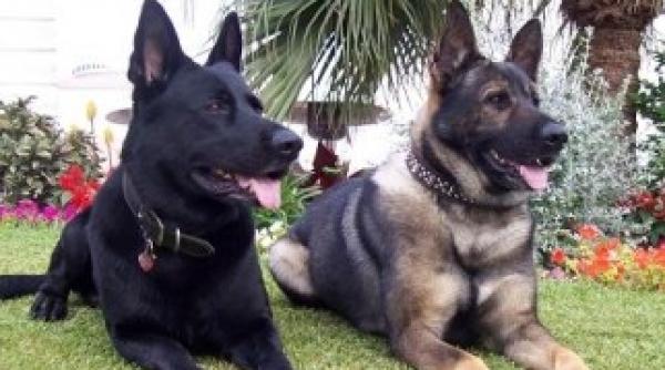 nu stiai asta care este inteligenta cainilor in comparatie cu alte animale studiu