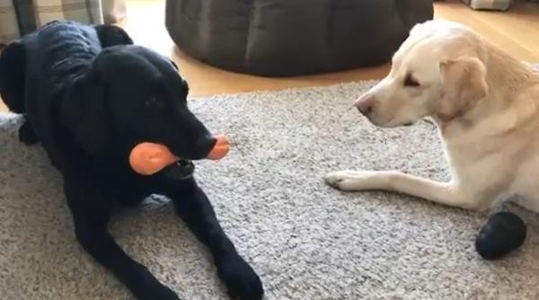 video viral ce a facut comentatorul care a ramas fara sporturi