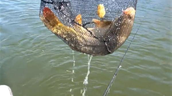 semnal de alarma din delta dunarii tibuleac asta lipseste din ordonanta militara