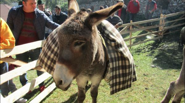dan negru jalea magarului de florii ala pe care l mistocarim noi