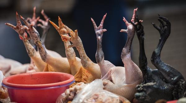 asia express continua cu degustari exotice in taiwan   gat de rata si oul centenar