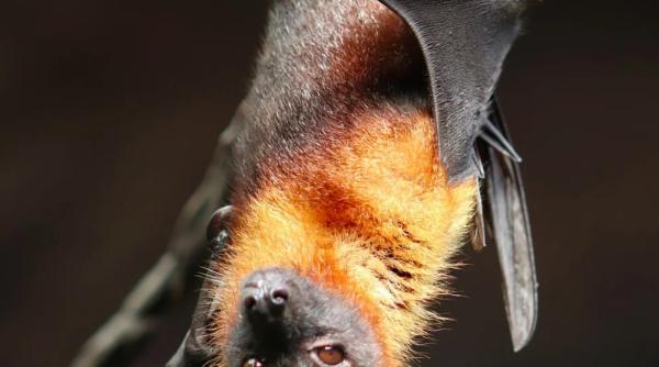 guvernul american cere suspendarea cercetarilor care includ lilieci