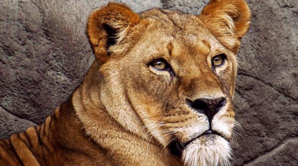 germania pericolul zoo animale pot fi sacrificate gradinile se pot inchide